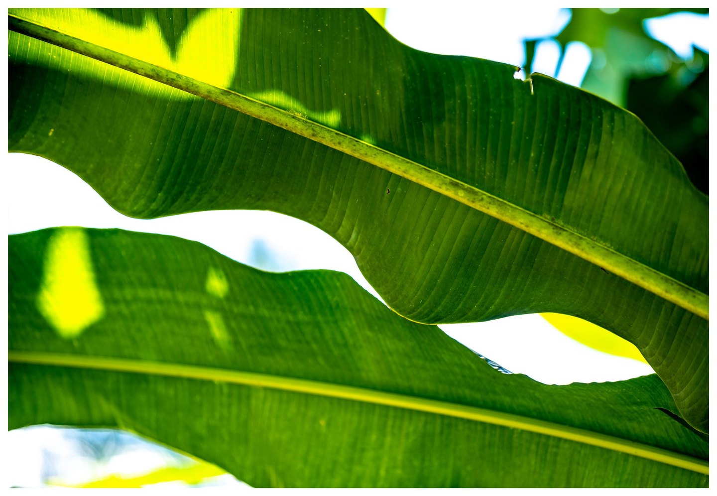 Sunlight shines through two broad green leaves, revealing fine parallel veins and diagonal central ribs against a bright sky.