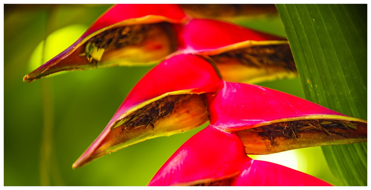 Close-up of hanging heliconia with vivid red, yellow-edged bracts and dark interiors against green foliage.