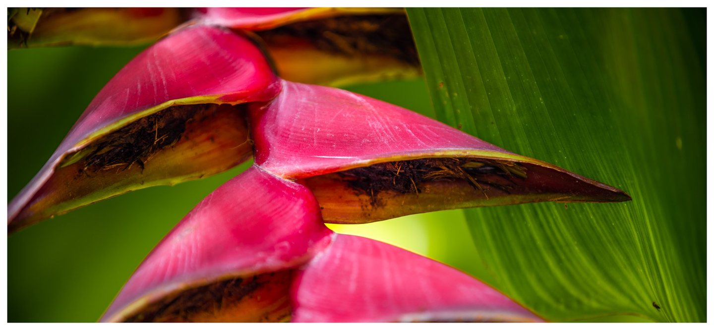 Close-up of overlapping pink heliconia bracts with yellow-green edges and dark interiors beside a broad, veined green leaf.