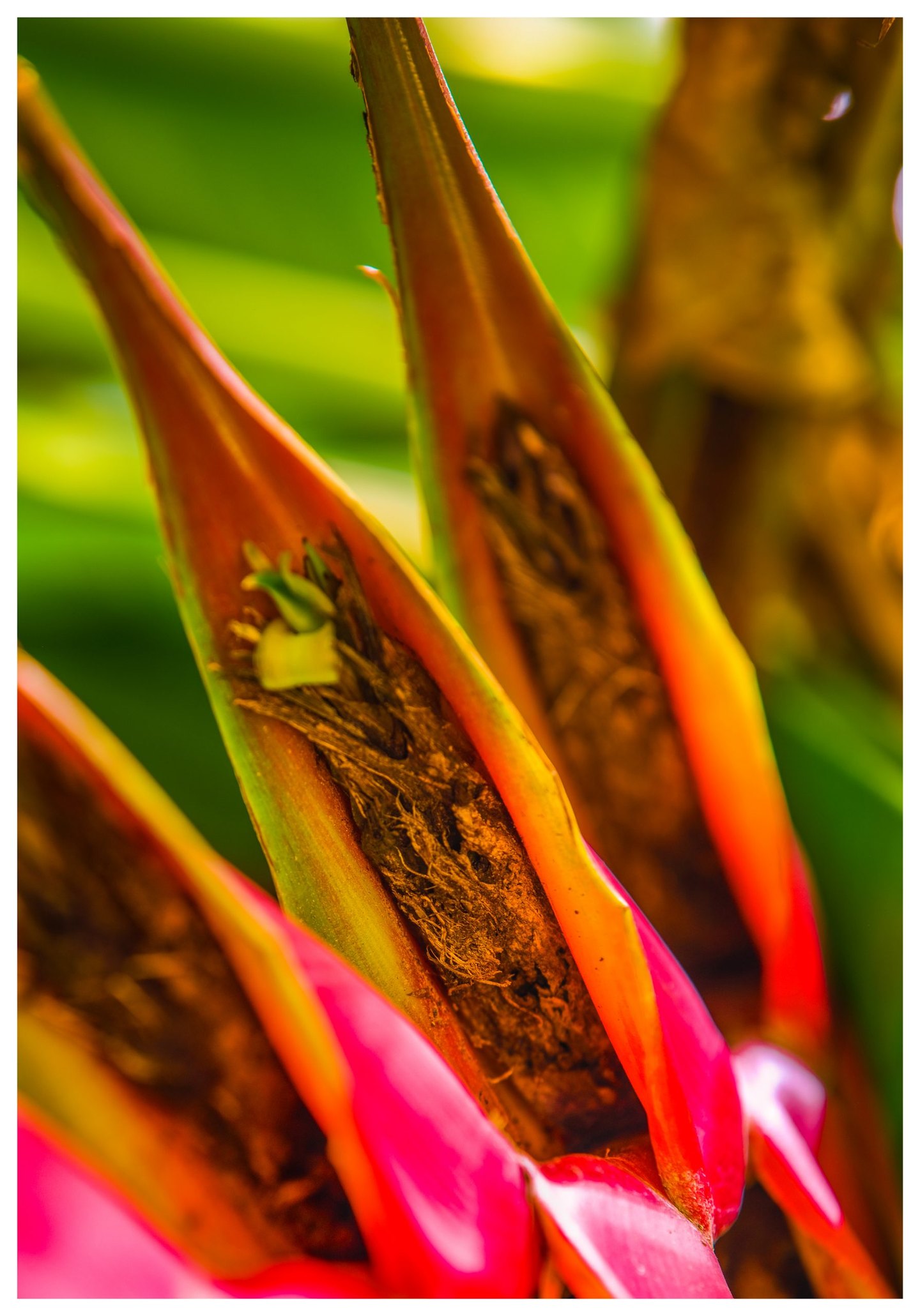 Close-up of elongated tropical flower bracts with vivid pink bases, orange-yellow edges, and dry brown interiors against blurred green foliage.