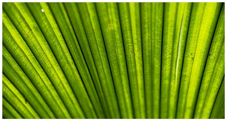Close-up of a bright green fan-shaped palm leaf with radiating folds, fine veins, and small surface blemishes illuminated by light.