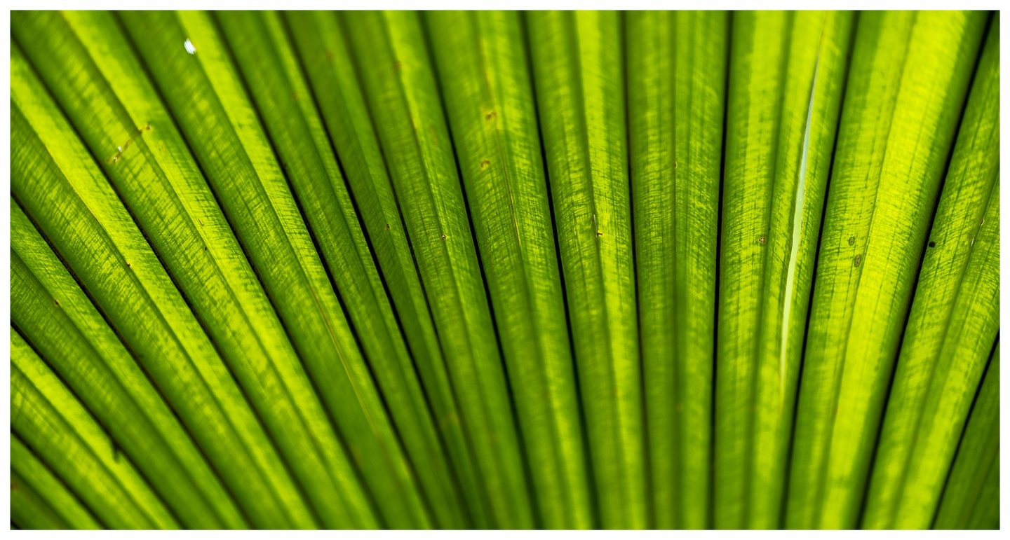 Close-up of a bright green fan-shaped palm leaf with radiating folds, fine veins, and small surface blemishes illuminated by light.