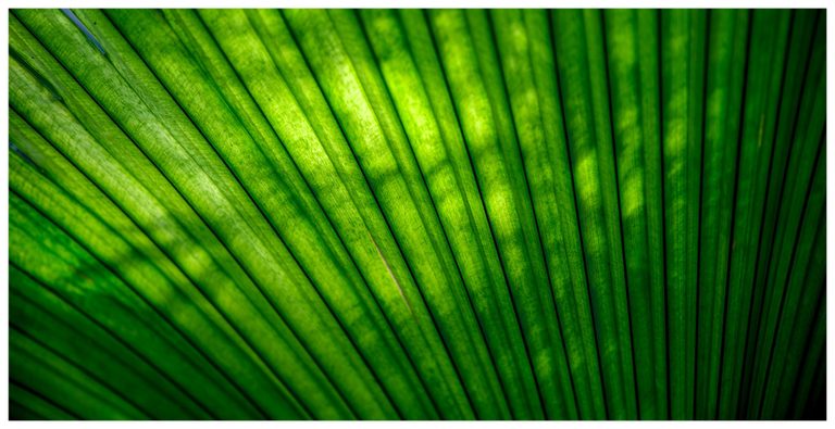 Close-up of a backlit green palm leaf with dark radiating ribs, fine surface texture, and patches of yellow-green light.
