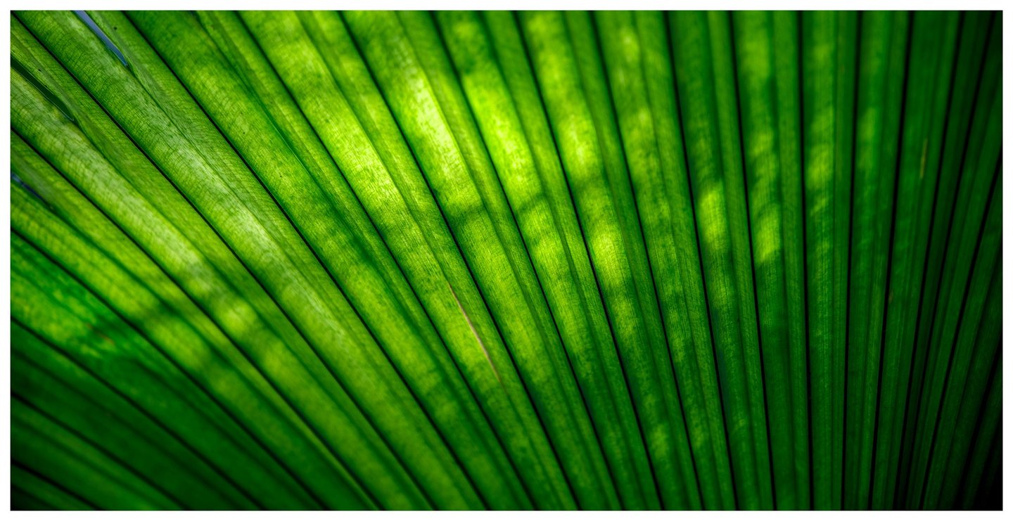 Close-up of a backlit green palm leaf with dark radiating ribs, fine surface texture, and patches of yellow-green light.