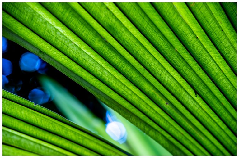 Close-up of backlit green palm foliage with diagonal ribs and fine veins framing a dark gap with blurred blue and white highlights.