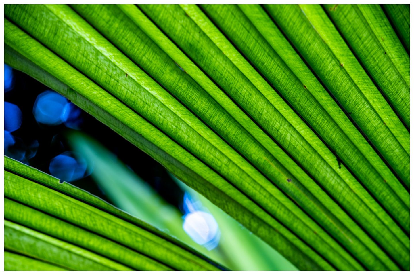 Close-up of backlit green palm foliage with diagonal ribs and fine veins framing a dark gap with blurred blue and white highlights.