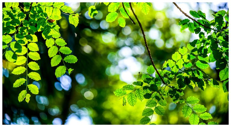 Sunlit green leaves with visible veins hang from slender branches against a softly blurred canopy dotted with white and blue light.