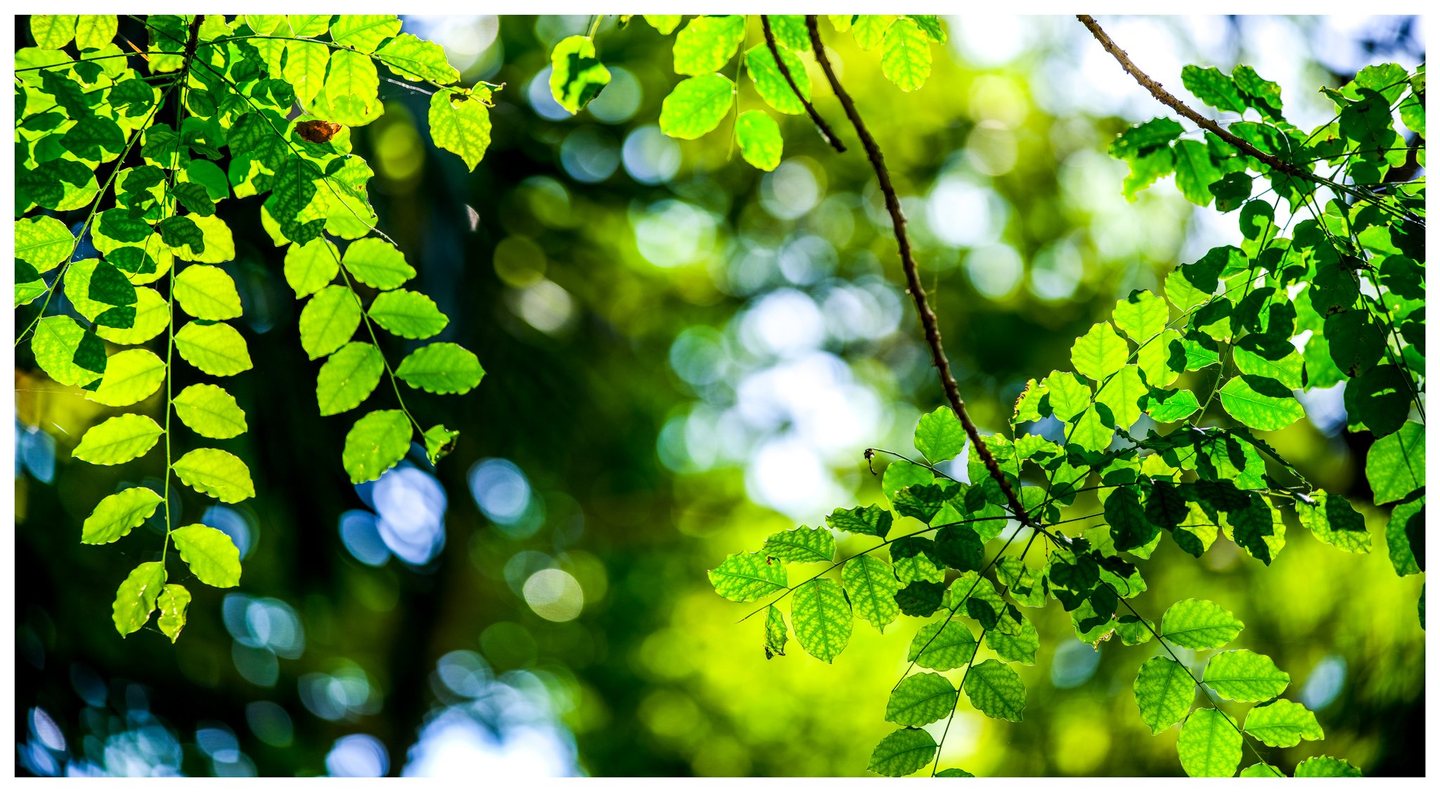 Sunlit green leaves with visible veins hang from slender branches against a softly blurred canopy dotted with white and blue light.