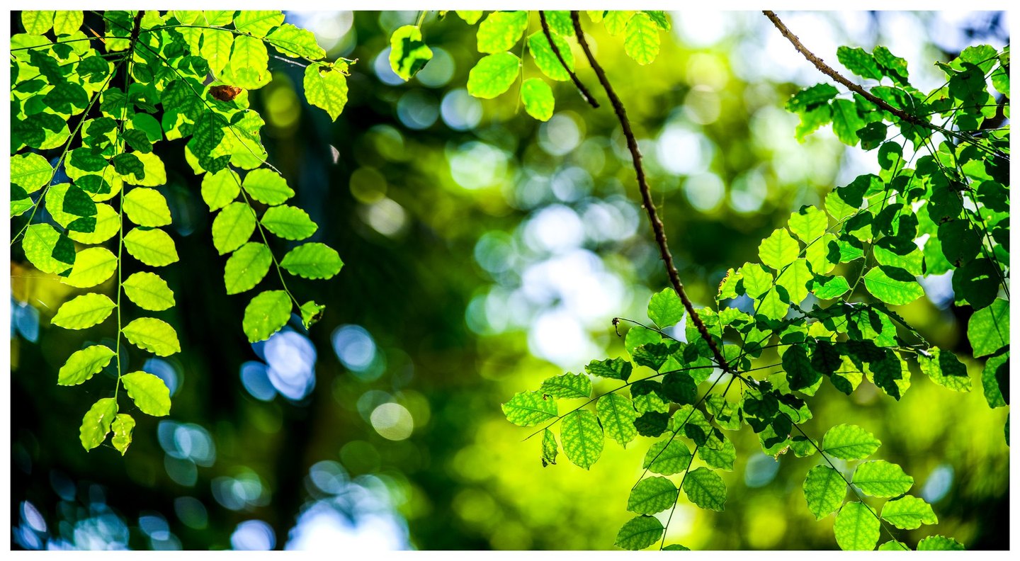 Sunlit green leaves with visible veins hang from slender branches against a softly blurred canopy dotted with white and blue light.