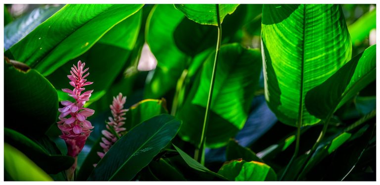 Two pink tropical flower spikes rise among broad green leaves, with sunlight revealing fine veins and overlapping shadows.