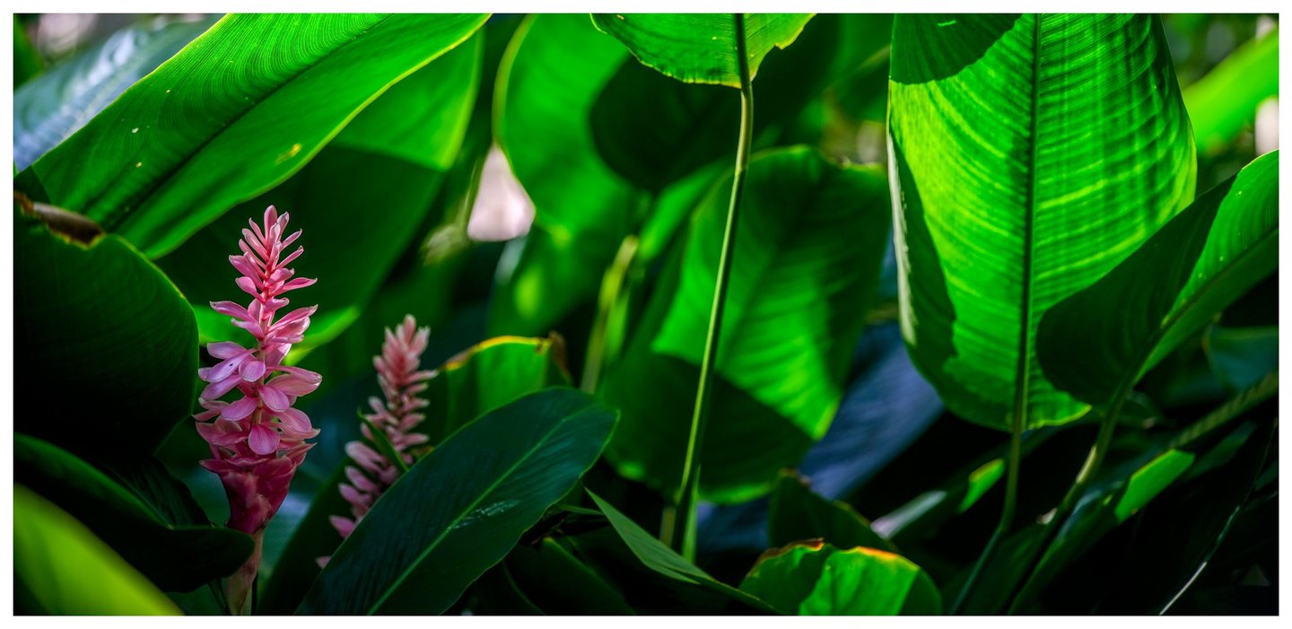 Two pink tropical flower spikes rise among broad green leaves, with sunlight revealing fine veins and overlapping shadows.
