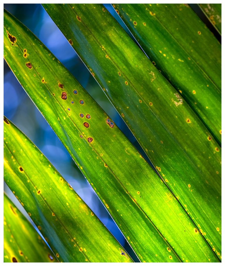 Close-up of backlit green palm leaflets running diagonally across a blurred blue background, with brown spots, small holes, and fine parallel veins.