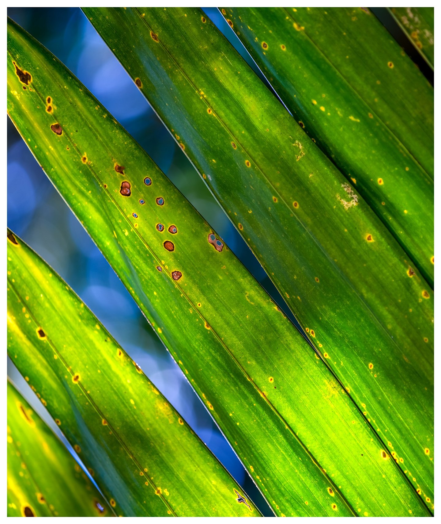 Close-up of backlit green palm leaflets running diagonally across a blurred blue background, with brown spots, small holes, and fine parallel veins.