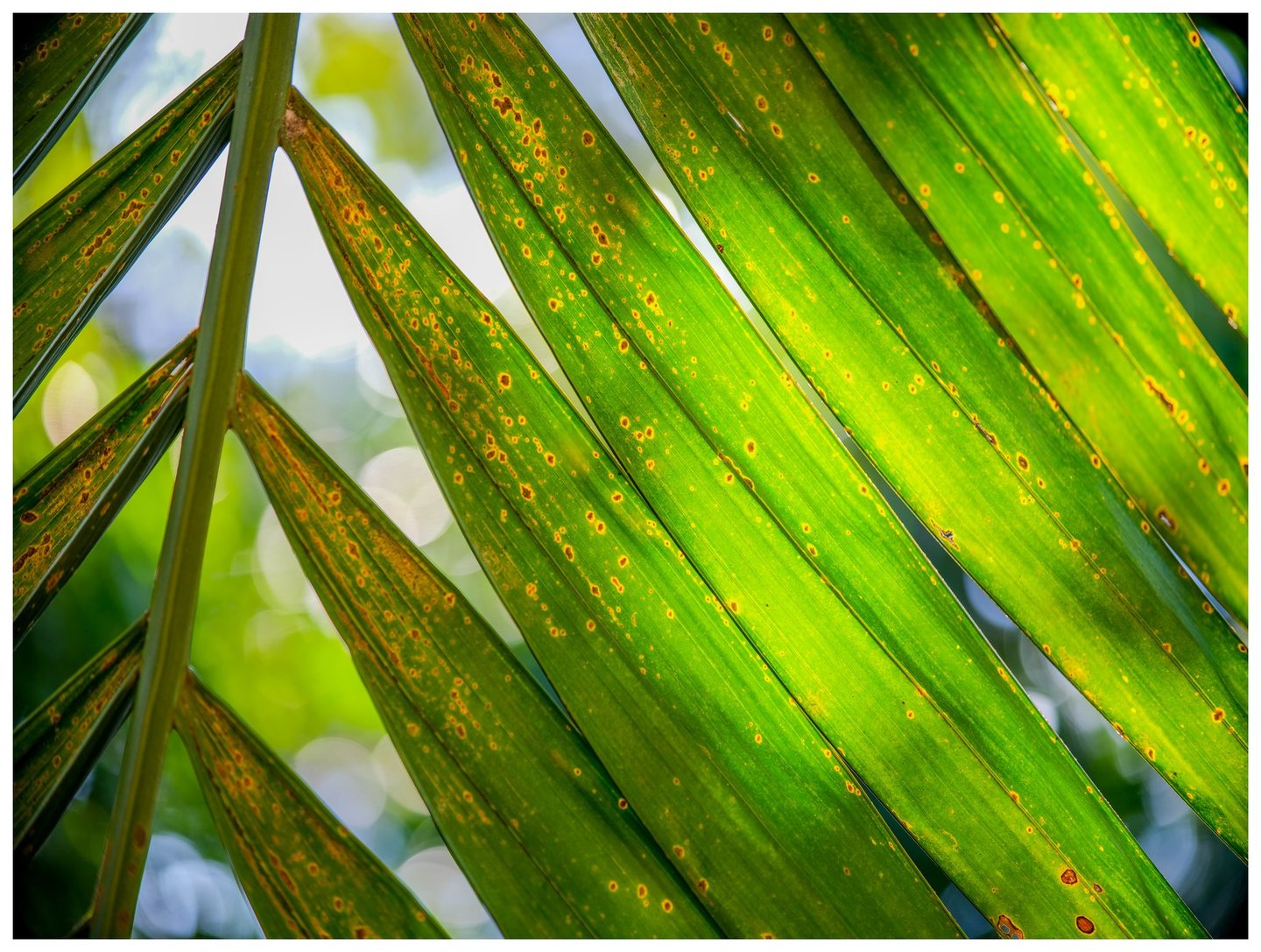 Close-up of backlit green palm leaflets with yellow-edged brown spots, crossing diagonally against a softly blurred background.