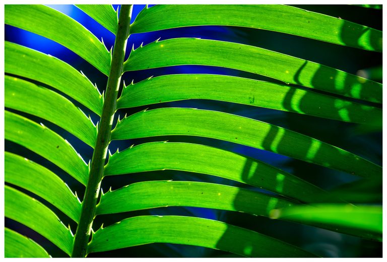 Close-up of a backlit green frond with curved leaflets, fine parallel veins, and dark shadows against a blue and deep green background.