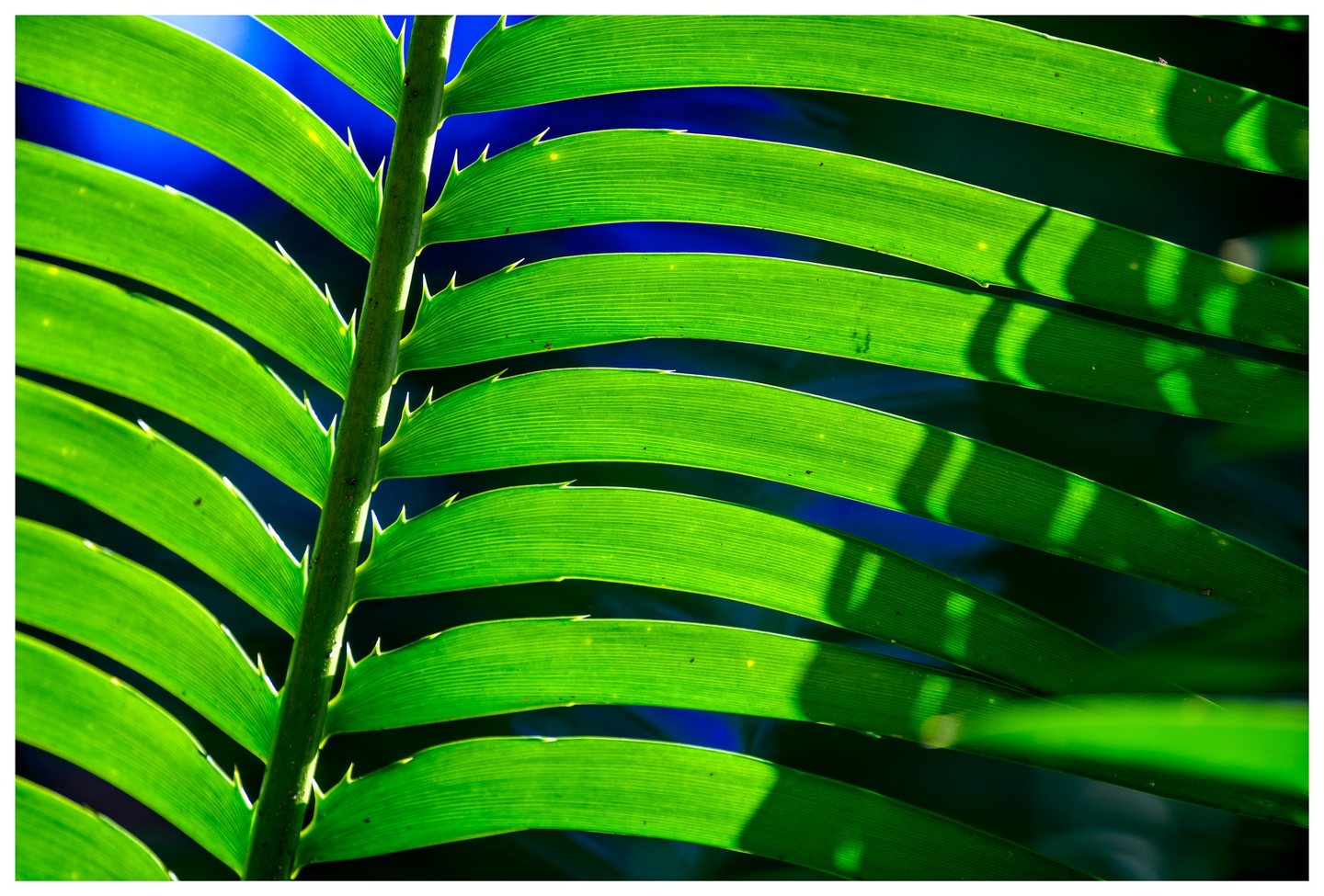 Close-up of a backlit green frond with curved leaflets, fine parallel veins, and dark shadows against a blue and deep green background.