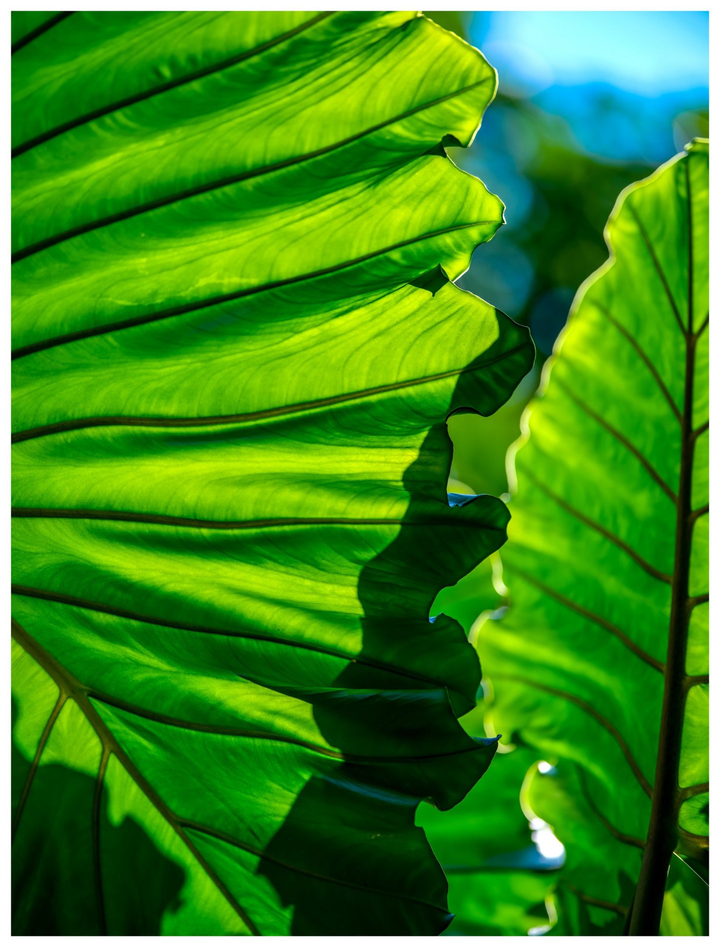 Close-up of backlit green leaves with dark branching veins, rippled edges, and overlapping shadows against a blurred blue and green background.