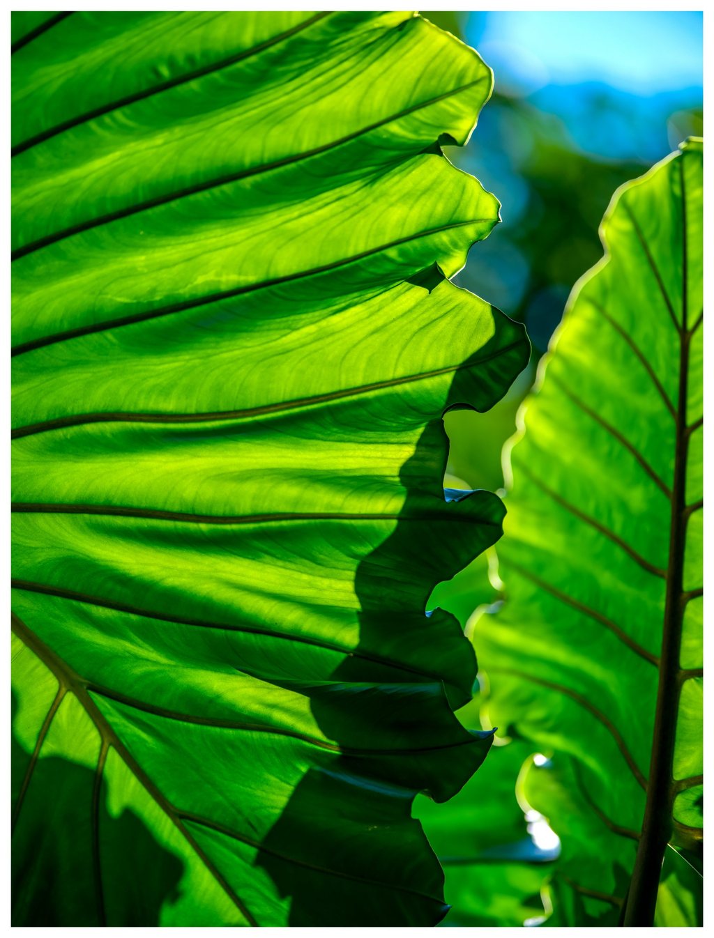 Close-up of backlit green leaves with dark branching veins, rippled edges, and overlapping shadows against a blurred blue and green background.