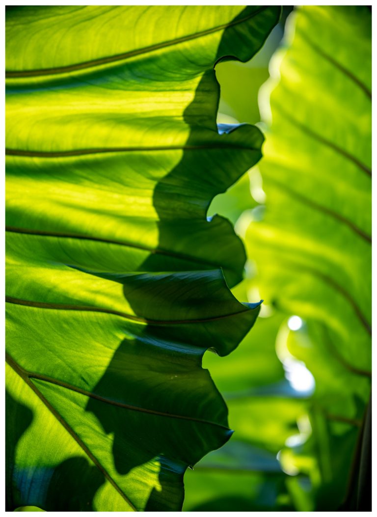 Close-up of backlit green leaves with prominent veins, curled edges, and deep shadows against softly blurred foliage.