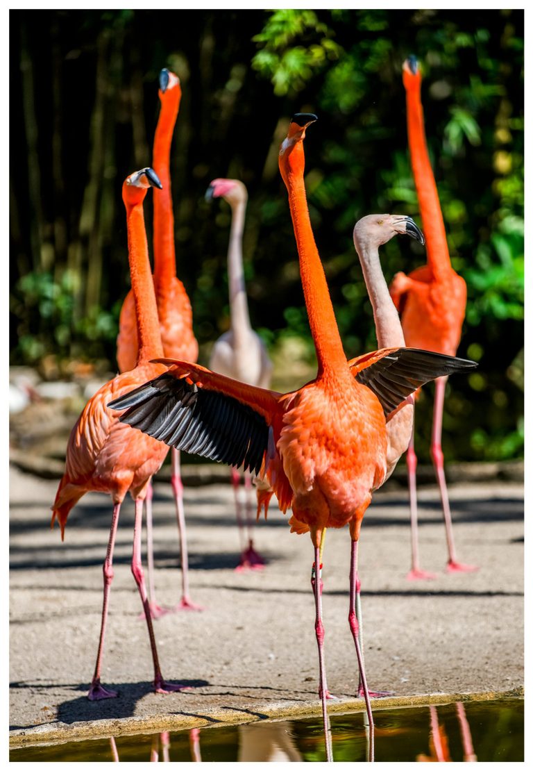 A bright orange flamingo spreads its black flight feathers among other flamingos beside a shallow pool, with dark green foliage behind them.