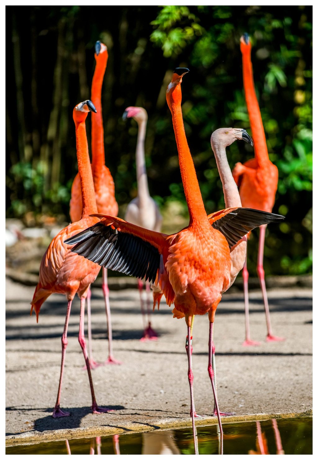 A bright orange flamingo spreads its black flight feathers among other flamingos beside a shallow pool, with dark green foliage behind them.