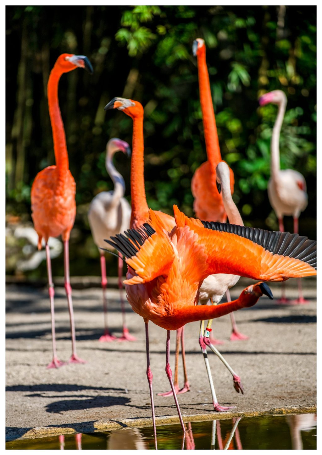 An orange flamingo spreads its black-edged wings and bends its neck beside a pool, with other flamingos standing against dark green foliage.