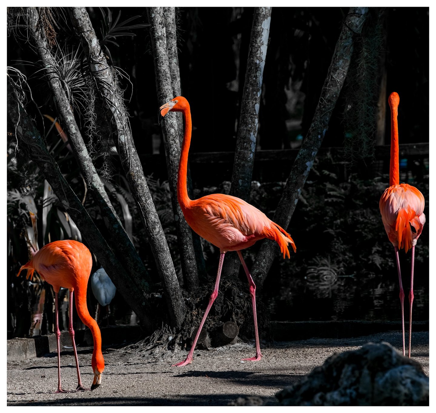 Three vivid orange-pink flamingos stand on sunlit ground before dark tree trunks, one bending down, one facing left, and one facing away.