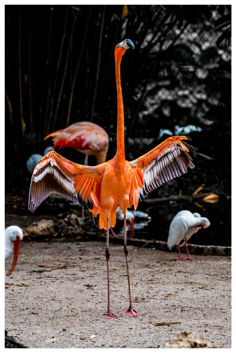 An orange flamingo stands on sandy ground with its neck extended and wings spread, with another flamingo and several white birds behind it against dark foliage.
