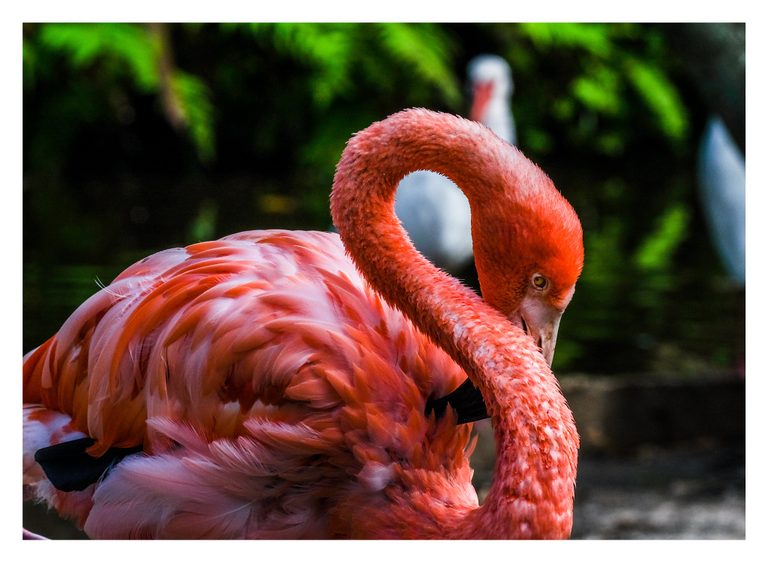 A coral-pink flamingo curves its neck toward its layered feathers, with one yellow eye visible against blurred green foliage and pale birds.