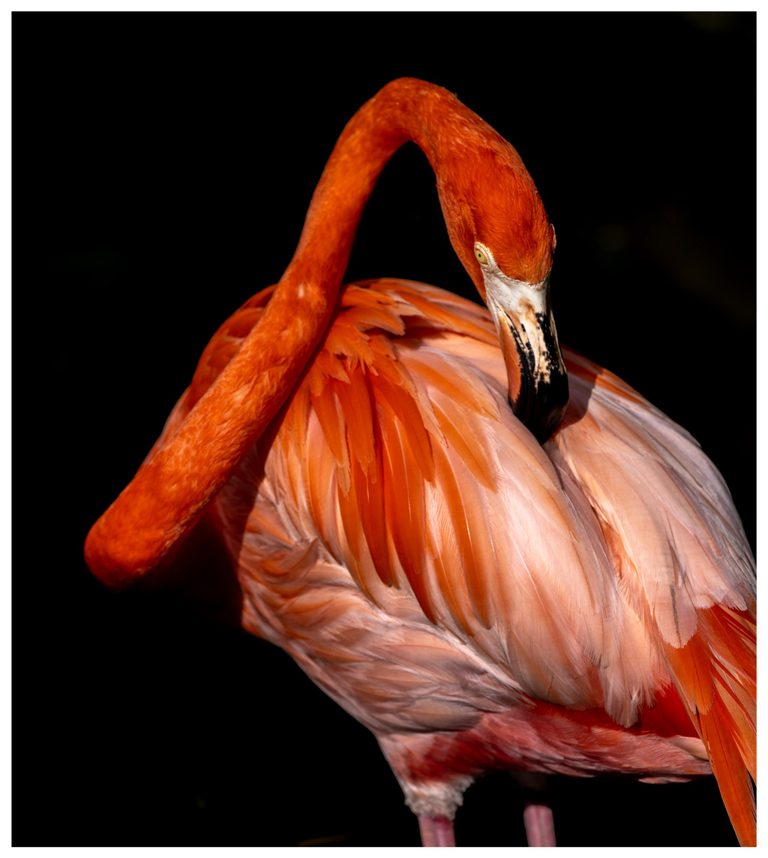 A close-up of an orange and pink flamingo bending its long neck toward its wing, with a pale yellow eye and black-tipped bill against a dark background.