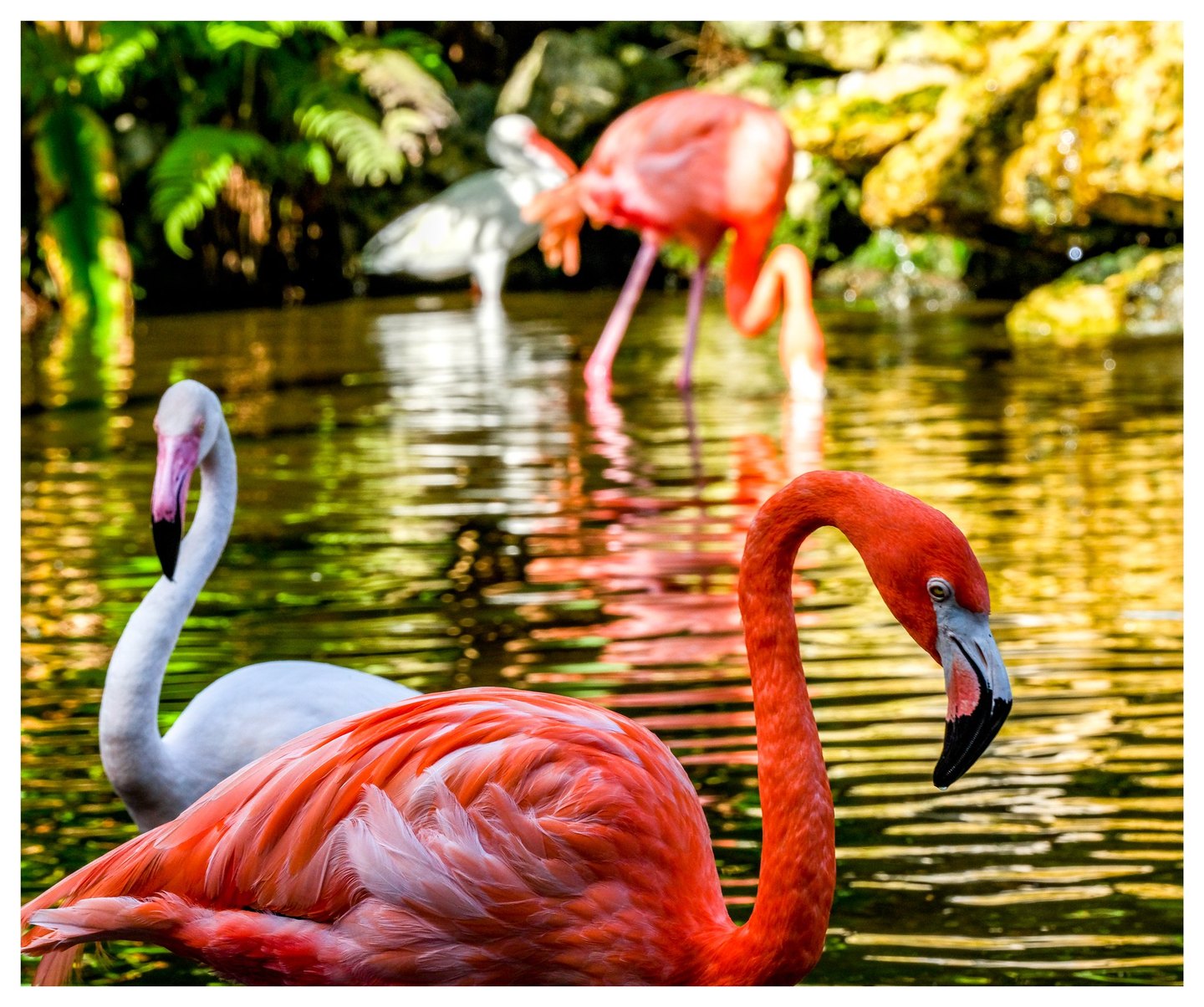A vivid coral flamingo curves its neck in the foreground, with paler and pink flamingos behind it in a pond reflecting gold and green light.