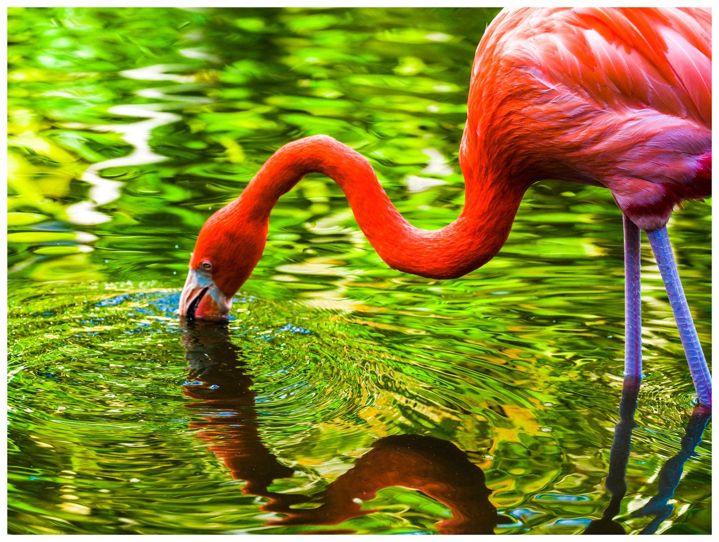 A coral-pink flamingo bends its long neck to dip its bill into vivid green water, with its reflection distorted by ripples below.