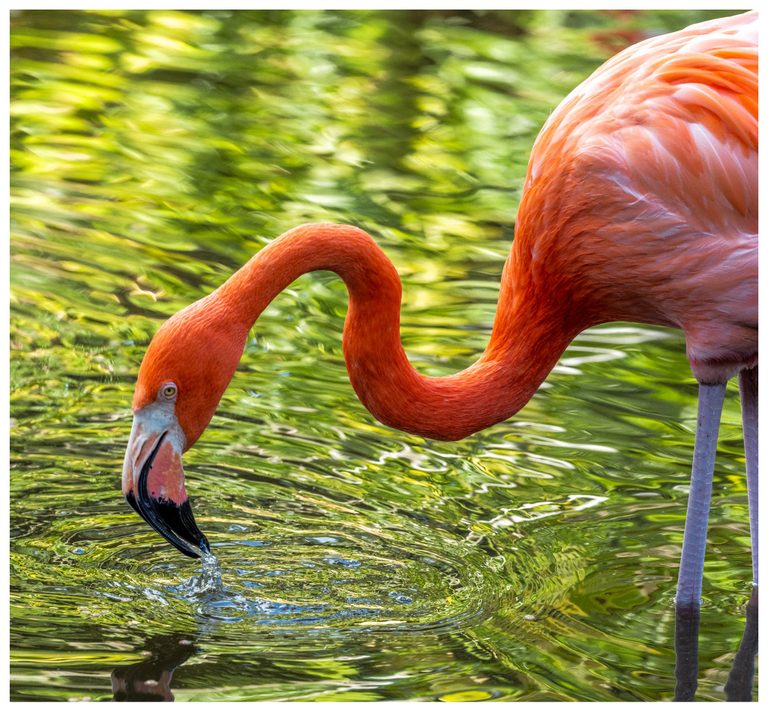 A coral-pink flamingo bends its curved neck toward green reflective water, with a small splash beneath its black-tipped bill.