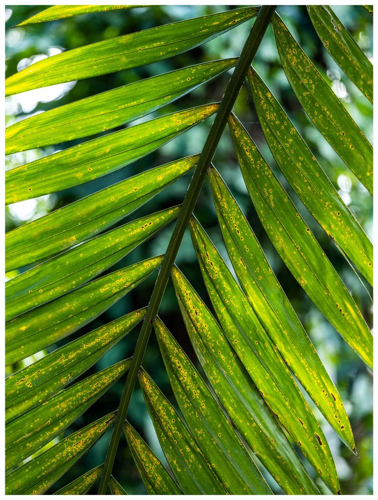 Close-up of a backlit green palm frond with long leaflets marked by yellow-edged brown spots against softly blurred foliage.