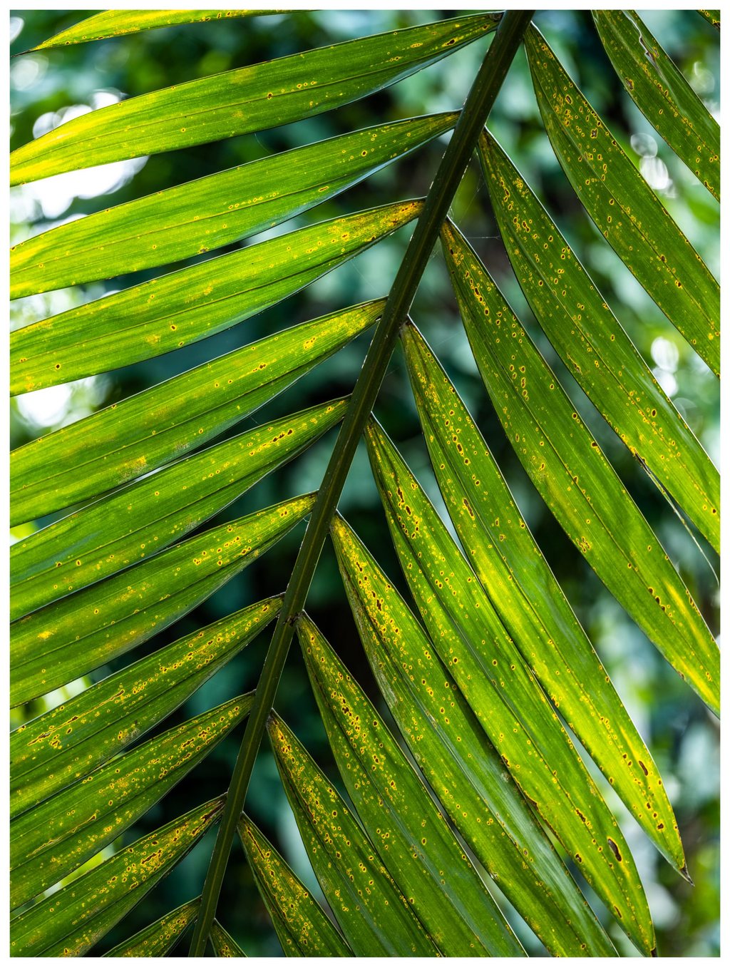Close-up of a backlit green palm frond with long leaflets marked by yellow-edged brown spots against softly blurred foliage.