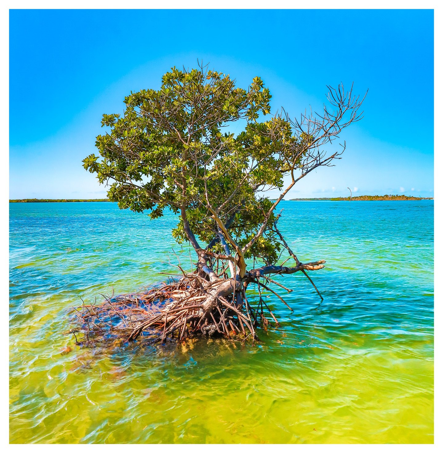 A mangrove tree with exposed tangled roots and partly bare branches stands in shallow green and turquoise water beneath a bright blue sky.