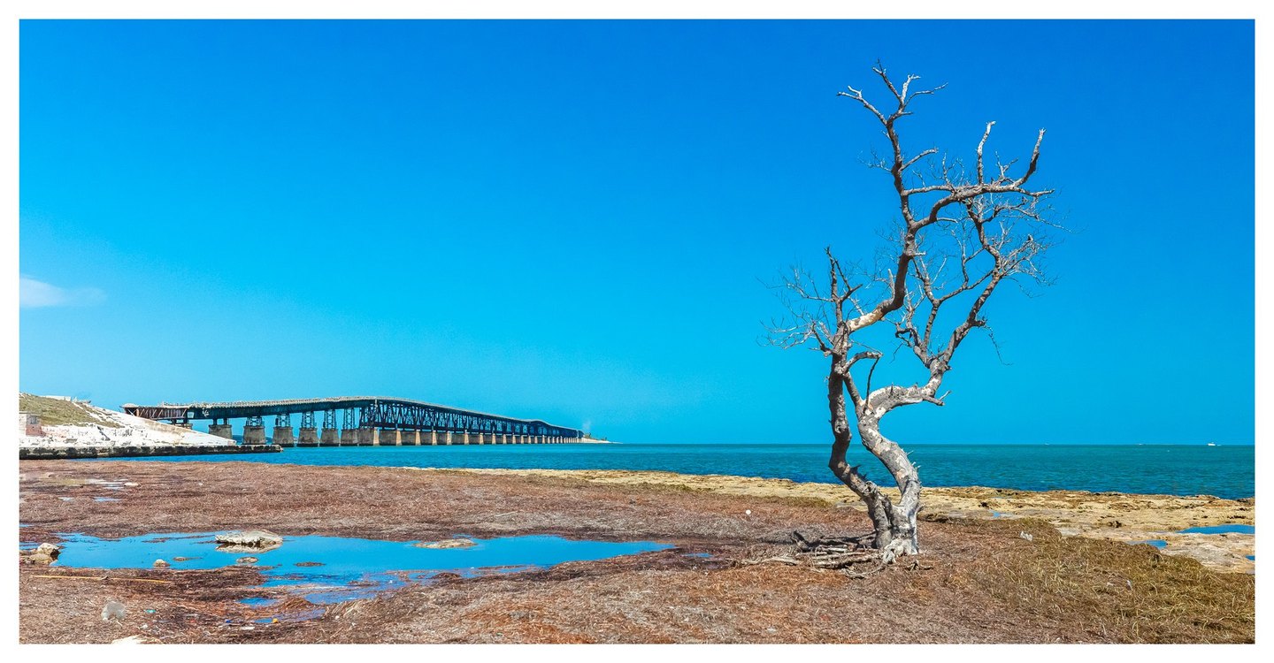 A bare, twisted tree stands on a rocky shoreline beside shallow pools, with turquoise sea and a long steel bridge beneath a vivid blue sky.