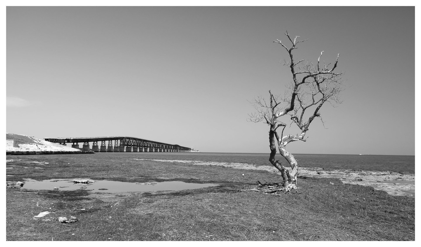 Black-and-white photograph of a bare, twisted tree on a rocky shoreline, with shallow pools and a long truss bridge extending across the water from the left.