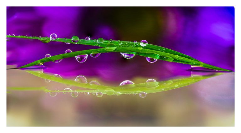 Water droplets cling to two crossing green grass blades above their reflection against a blurred purple background.