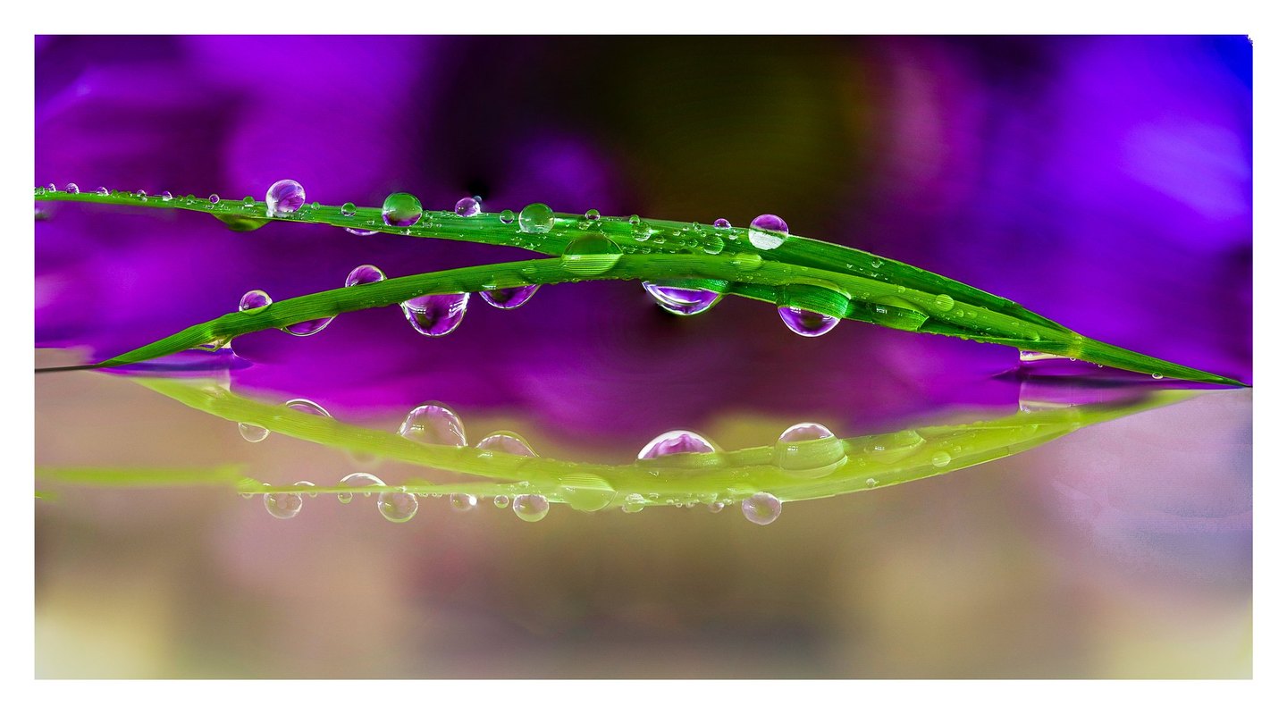 Water droplets cling to two crossing green grass blades above their reflection against a blurred purple background.