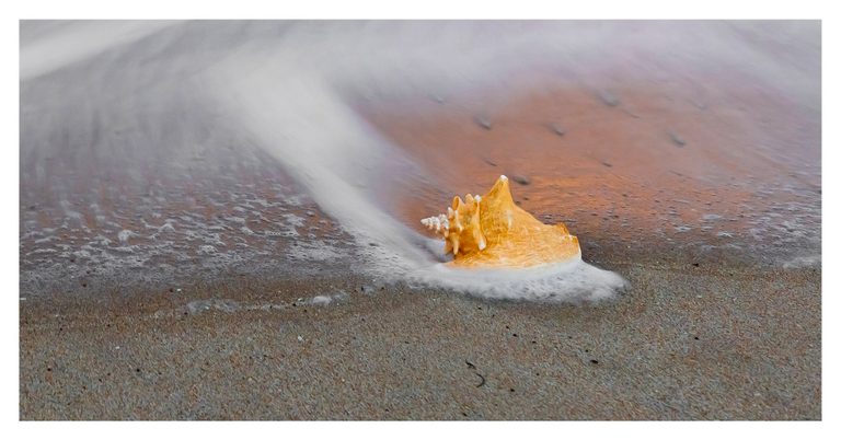 A golden spiral seashell rests on wet sand as soft white surf curls around it beneath warm orange reflections.