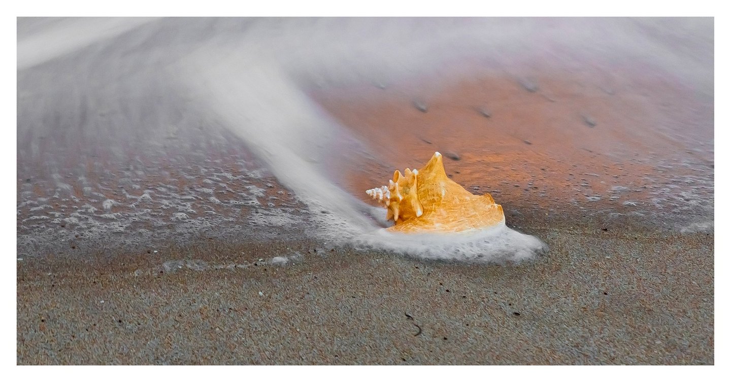 A golden spiral seashell rests on wet sand as soft white surf curls around it beneath warm orange reflections.