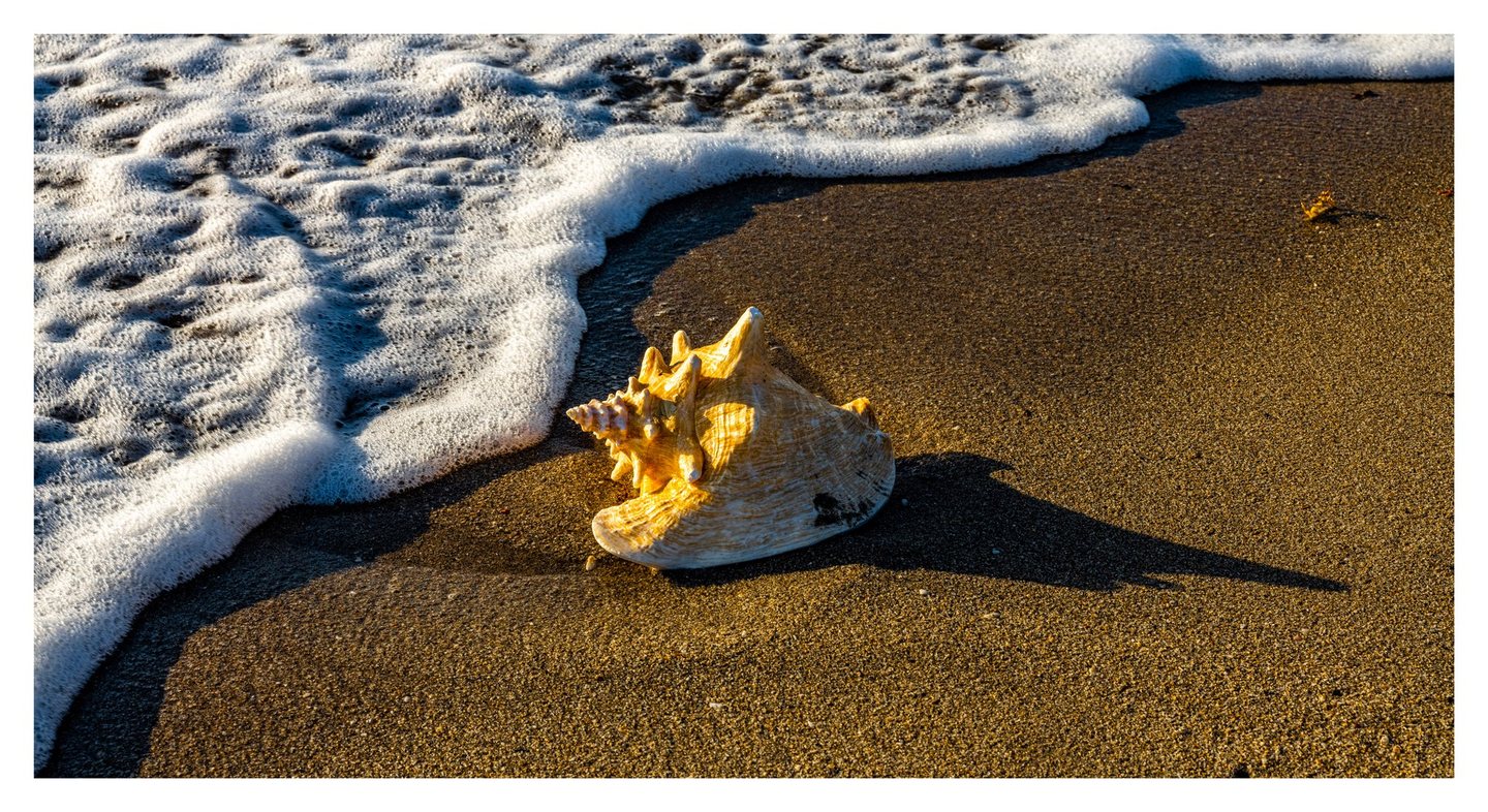 A large ridged seashell glows in warm sunlight on wet brown sand, casting a long shadow to the right beside a curved edge of white sea foam.