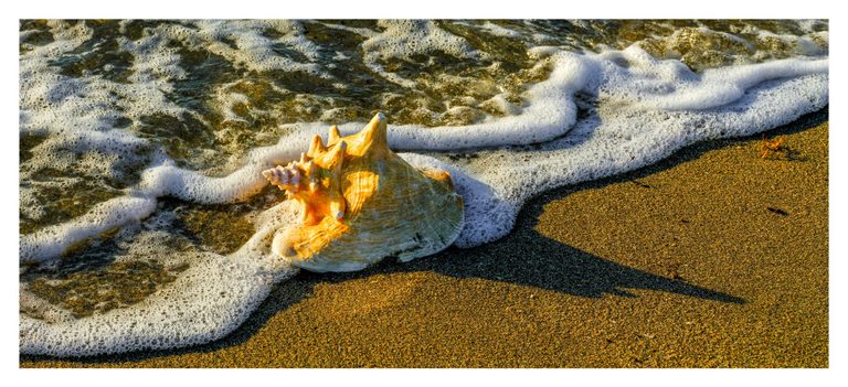 A large ridged seashell rests on golden wet sand amid white sea foam, casting a long shadow to the right in warm sunlight.