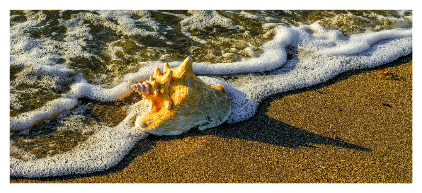 A large ridged seashell rests on golden wet sand amid white sea foam, casting a long shadow to the right in warm sunlight.