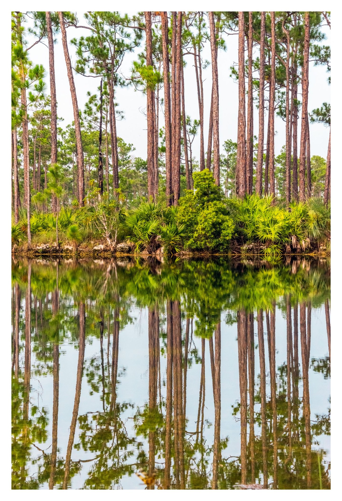 Tall pine trees and dense green palmettos line a bank, reflected in calm water beneath a pale sky.