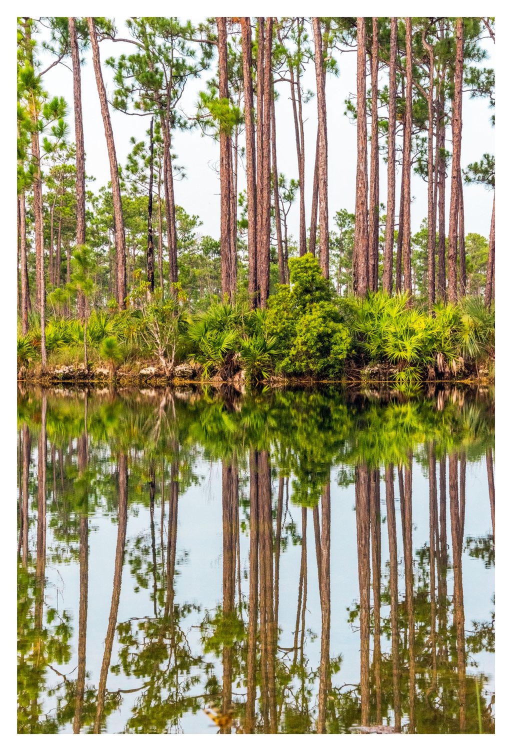Tall pine trees and dense green palmettos line a bank, reflected in calm water beneath a pale sky.