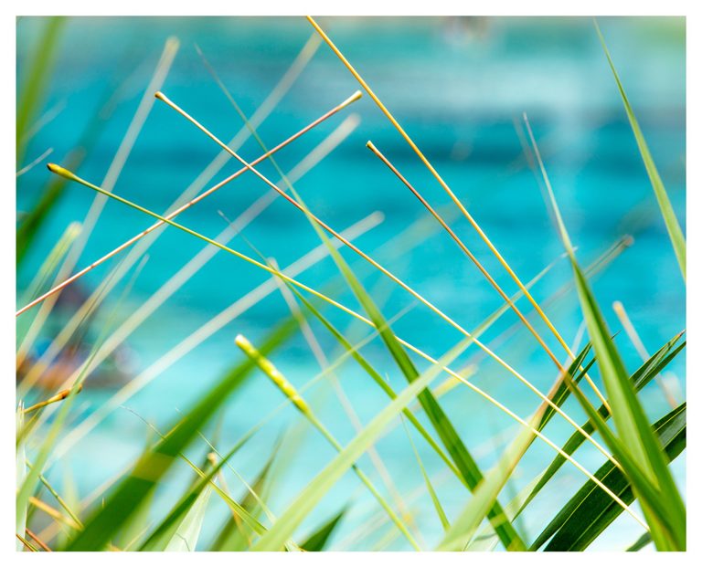 Slender golden stems and long green leaves cross diagonally against a softly blurred turquoise background.