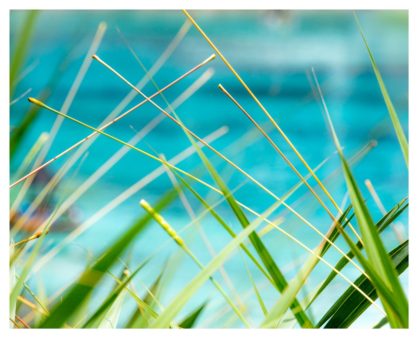 Slender golden stems and long green leaves cross diagonally against a softly blurred turquoise background.