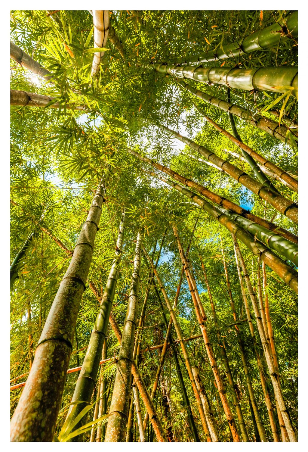 An upward view through a dense bamboo grove shows tall segmented stalks, sunlit green leaves, and patches of blue sky.